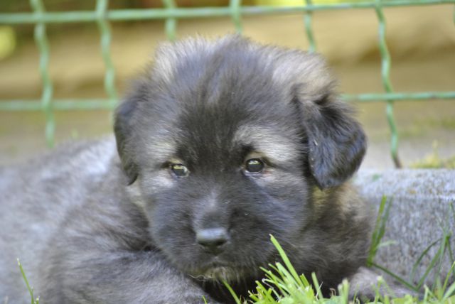 4. TEDNE SO ŽE STARI NAŠI KOŠTRUNI - foto