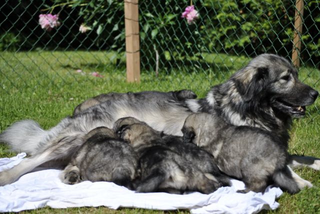 4. TEDNE SO ŽE STARI NAŠI KOŠTRUNI - foto