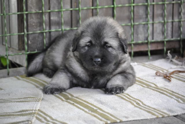 4. TEDNE SO ŽE STARI NAŠI KOŠTRUNI - foto