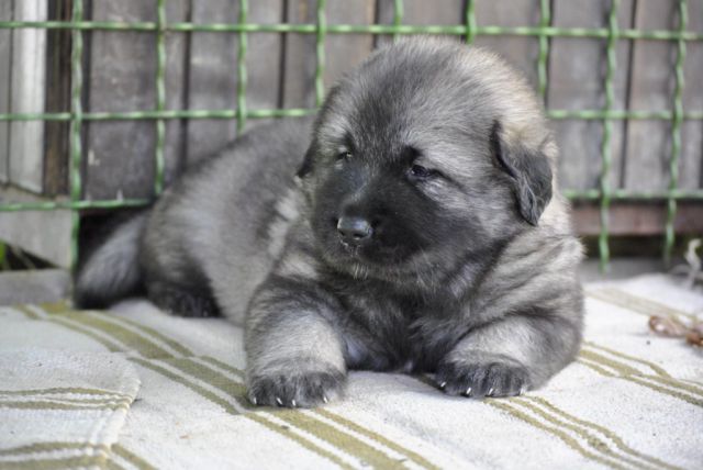 4. TEDNE SO ŽE STARI NAŠI KOŠTRUNI - foto