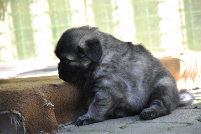 4. TEDNE SO ŽE STARI NAŠI KOŠTRUNI - foto