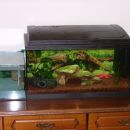 Nov mini akvarij - čakalnica za ribice : )