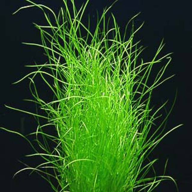 Podvodni dristavec - Potamogeton octandrus (bujno rastoč)