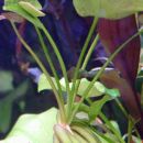 Banana plant - Nymphoides aquatica