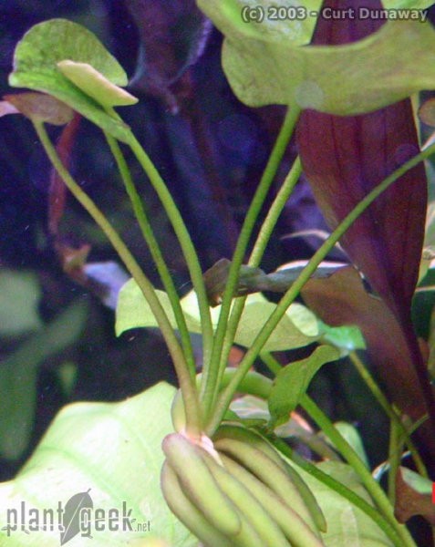 Banana plant - Nymphoides aquatica