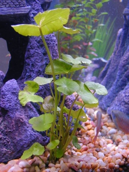 Banana plant v akvariju