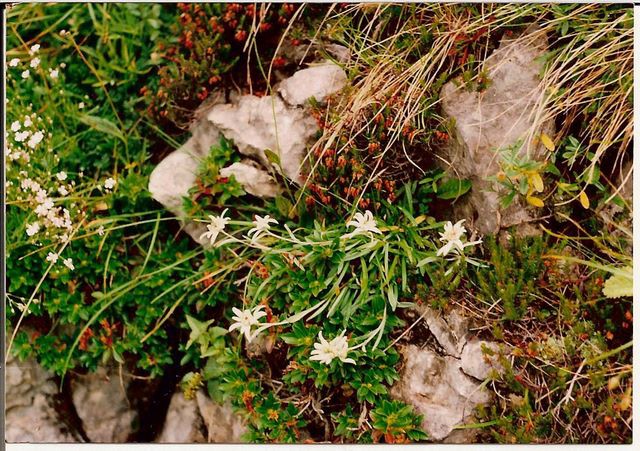 2007. 
 pot na triglav.samo za gledanje,da lahko
še gdo  pogleda,če pa jo utrgaš,se pazi