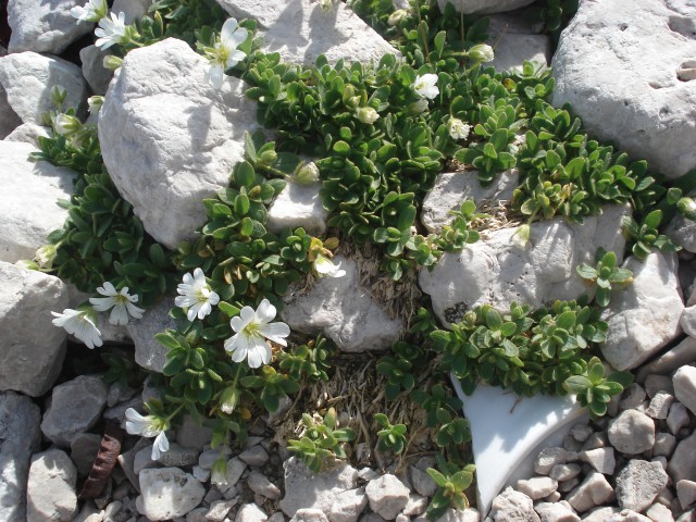   SLIKA  1 
 rože ,ki rastejo  pod ledenikom  FEDAIA MARMOLADA 
 prav tako slika 2 IN 3 
