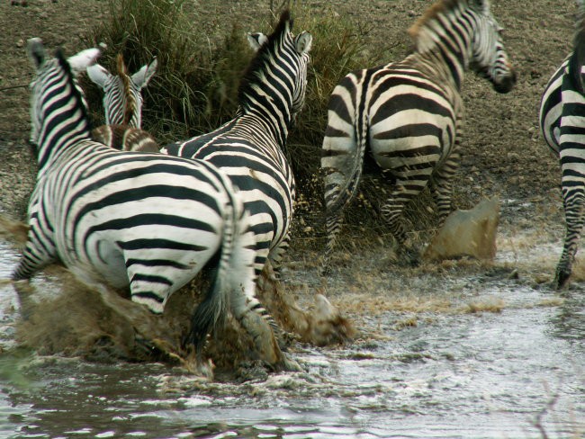 Zanzibar okt 2006 - foto povečava