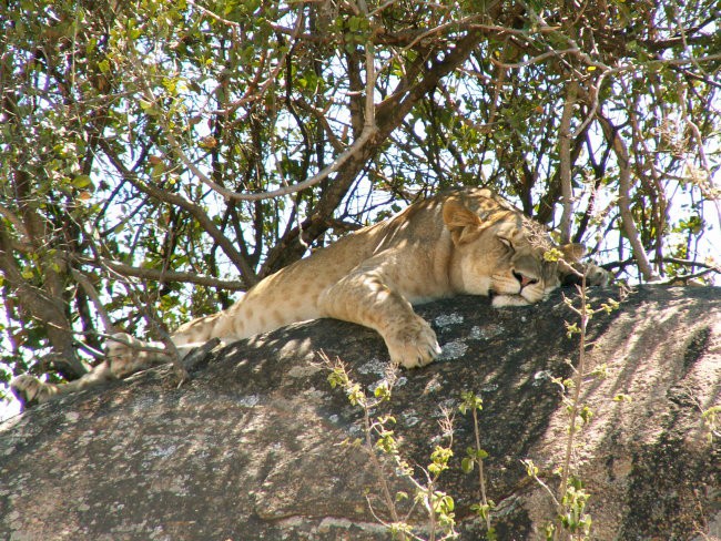 Zanzibar okt 2006 - foto povečava