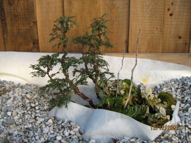 Bonsai - foto