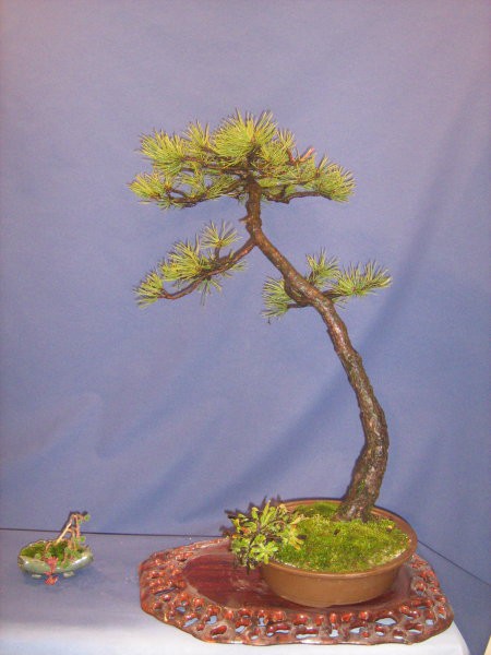 Bonsai - foto