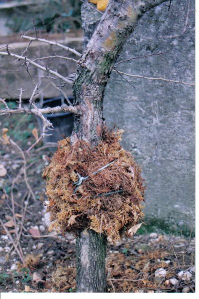 Bonsai - foto