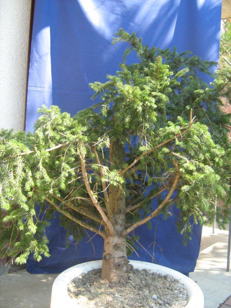 Bonsai delavnica 5.4.08 - foto