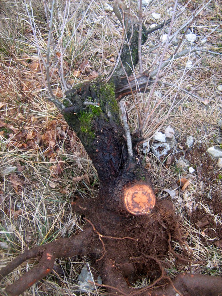 Izkop rešelike na krasu - foto povečava