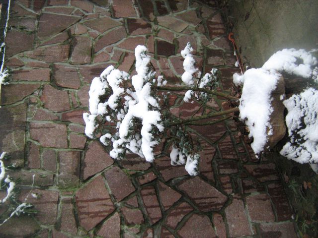 Zimska idila 2010 - foto