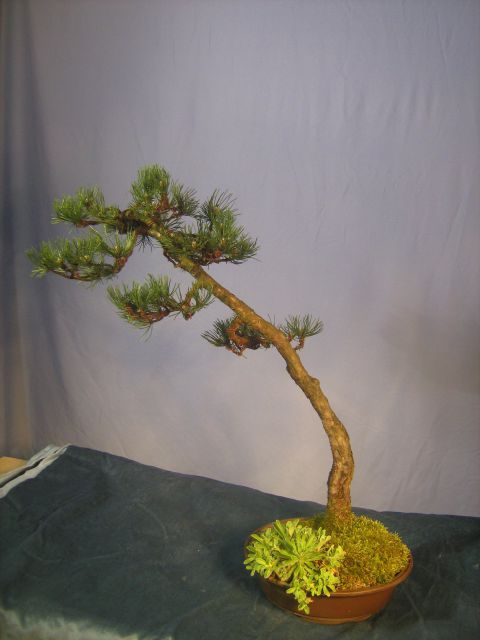 Bonsai razstava - foto