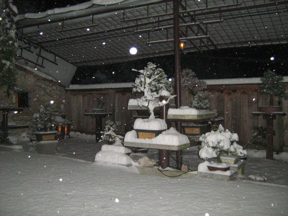 Zima 19. 12. 2010 - foto povečava
