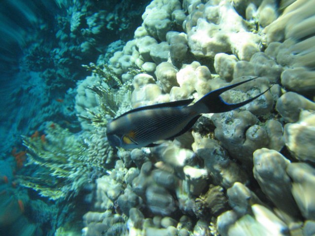 Podvodni svet - Rdeče morje - foto