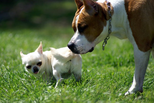 Jolly & Dixi - foto povečava