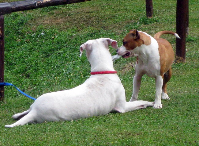 Jolly & Dixi - foto povečava