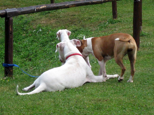 Jolly & Dixi - foto povečava