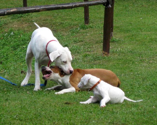 Jolly & Dixi - foto povečava