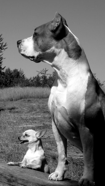 Jolly & Dixi - foto povečava