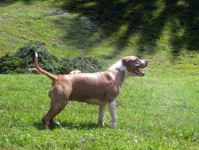 Jolly & Dixi - foto povečava