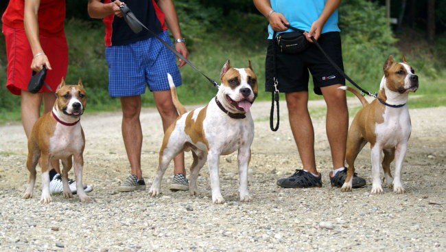 Jolly & Dixi - foto povečava