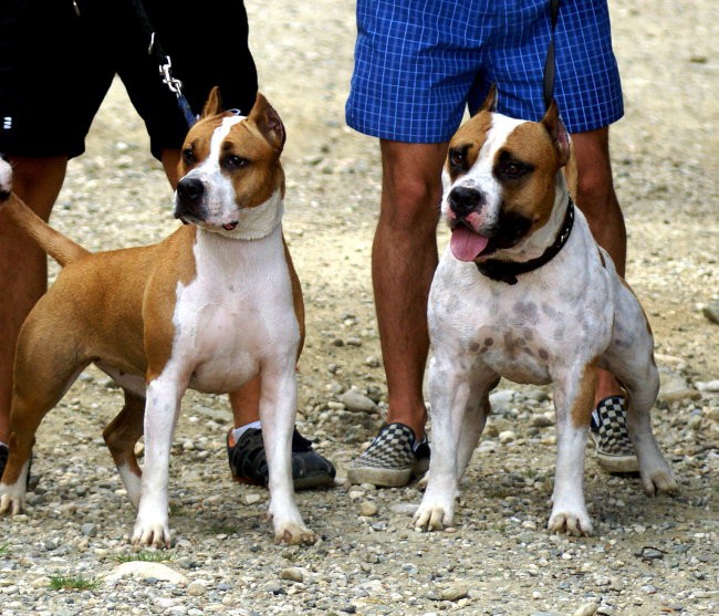 Jolly & Dixi - foto povečava