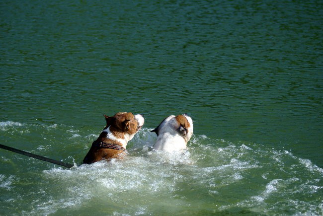 Jolly & Dixi - foto povečava