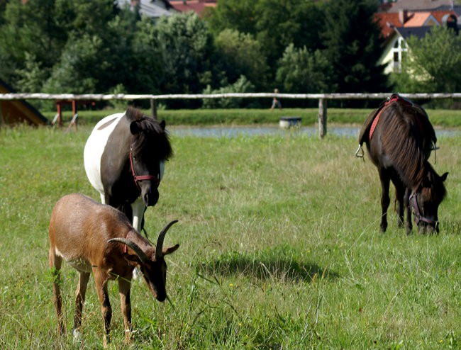 Jolly & Dixi - foto povečava