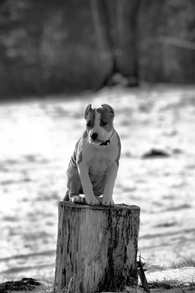 Jolly & Dixi - foto povečava