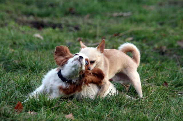 Misko&Nacho - foto