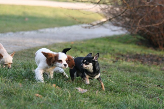 Misko&Nacho - foto