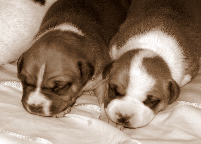 Mladicki - Puppies - foto