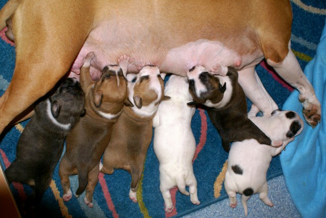 Mladicki - Puppies - foto