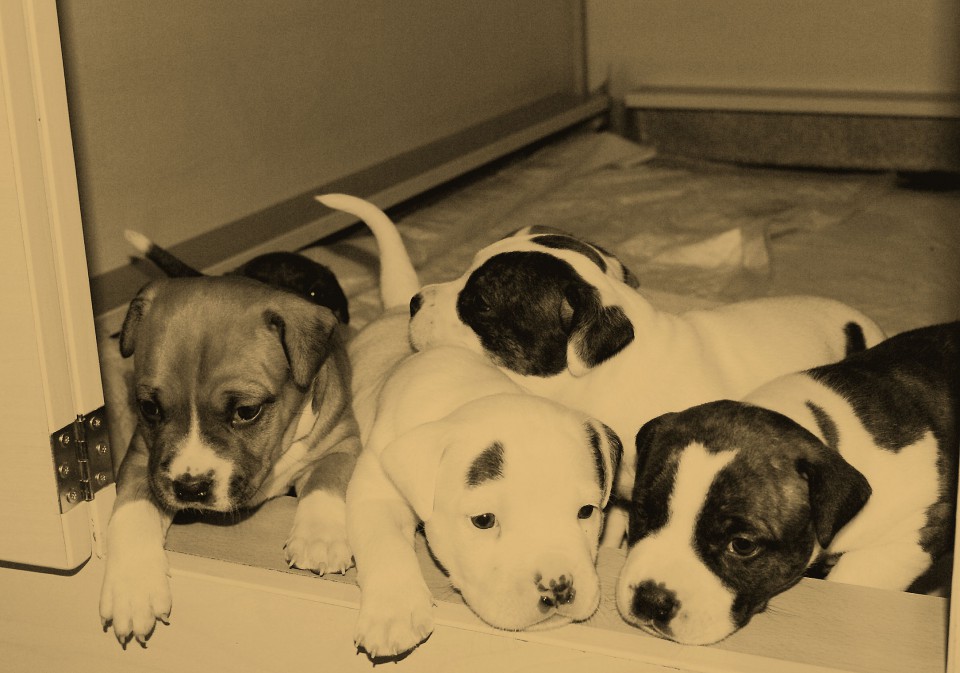 Mladicki - Puppies - foto povečava