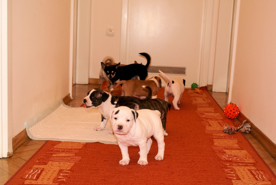 Mladicki - Puppies - foto povečava