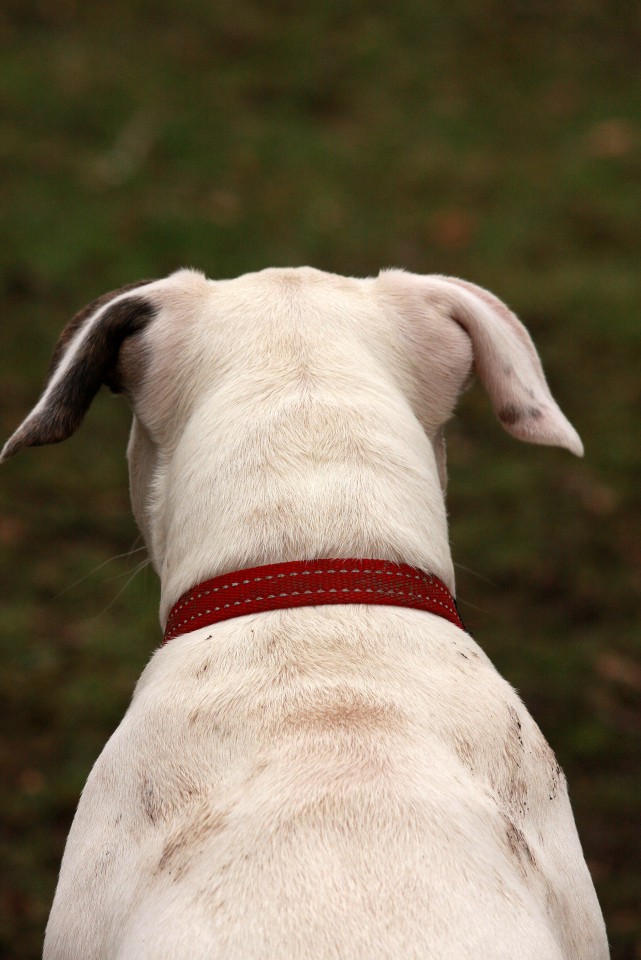 Mladicki - Puppies - foto povečava