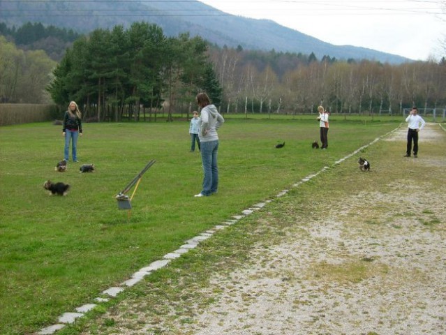 Yorkijada - Maribor - foto