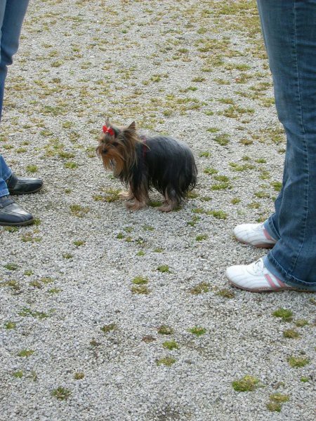 Yorkijada - Maribor - foto