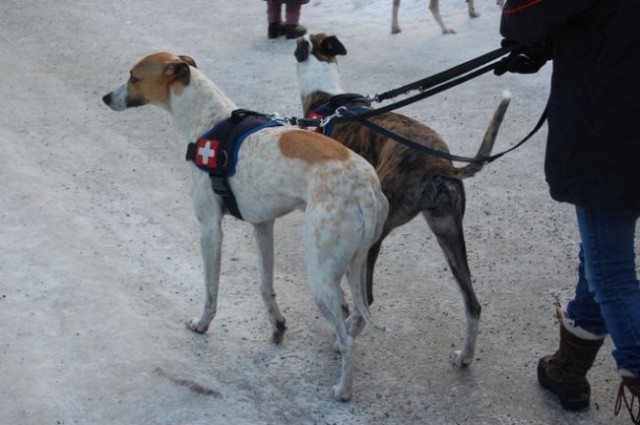 Snežni coursing Neustift im Stubaital 2008, A - foto