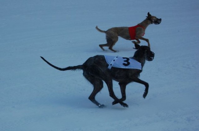 Snežni coursing Neustift im Stubaital 2008, A - foto