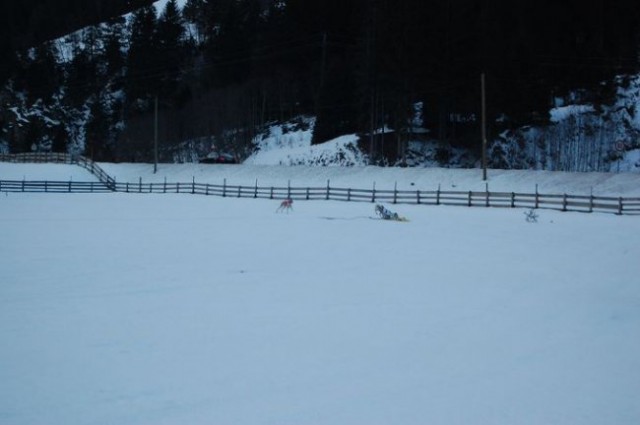 Snežni coursing Neustift im Stubaital 2008, A - foto