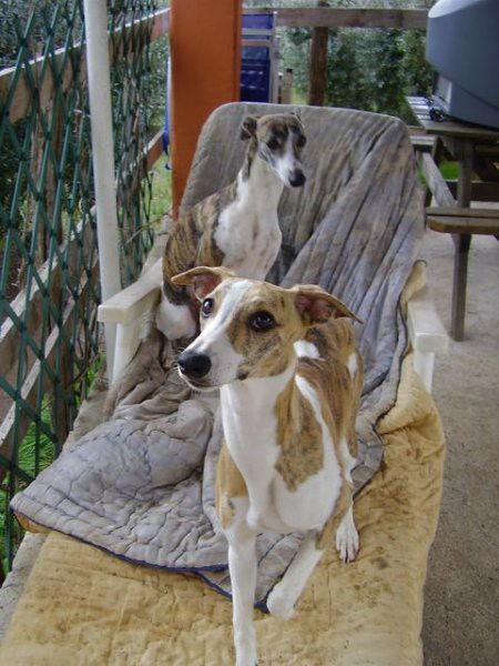 Lovely whippet females Royal Standard (Cocco) in the front and Roso di Sera (Sara) in the 