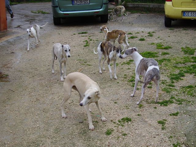 Welcome committee of 9 Whippets...