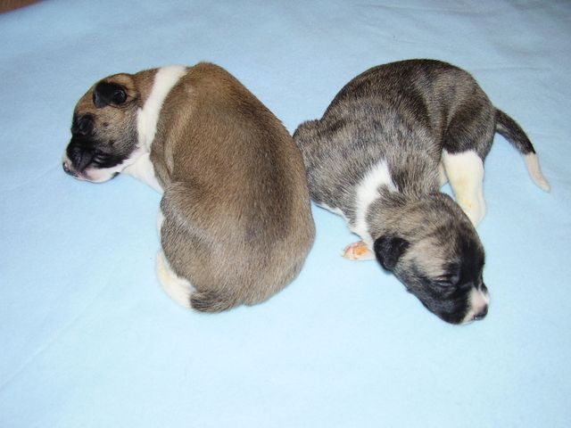 Cristobal (left) and Gaston (right)