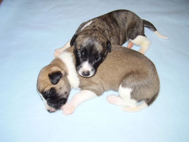 Cristobal (in the front) and Gaston (on the top)